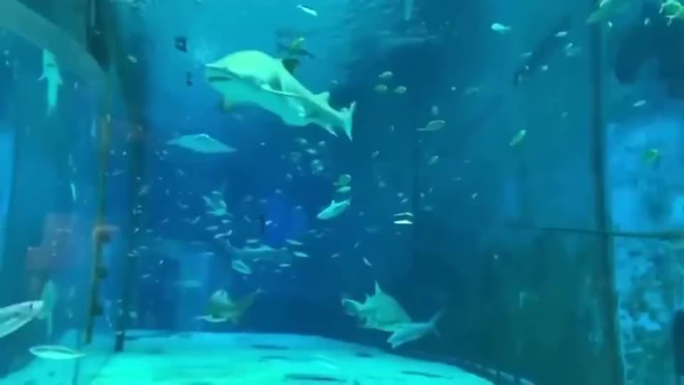 模拟城市5